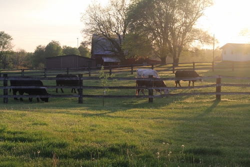 beef cattle on the farm