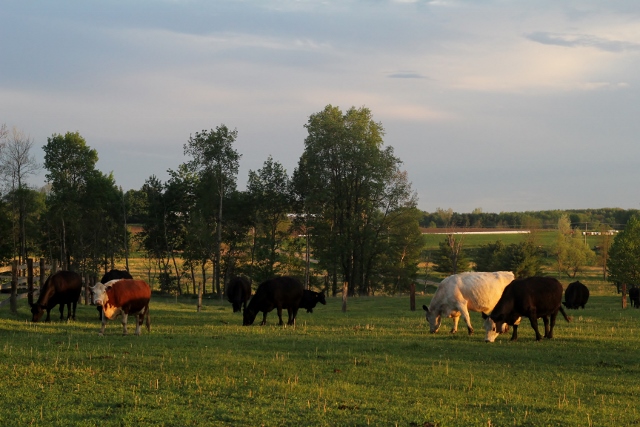 happy healthy beef cattle